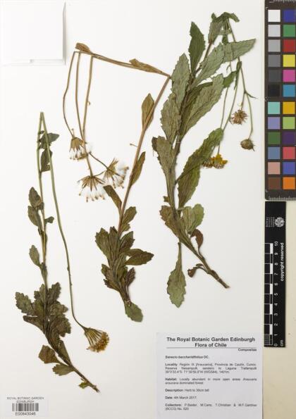 Senecio prenanthifolius [Espécimen: ]