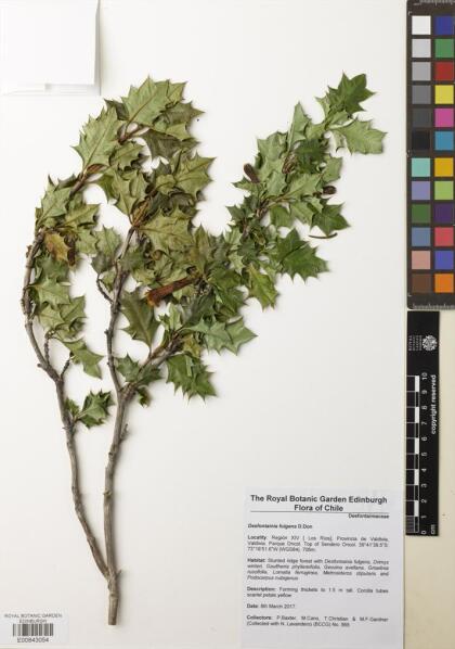 Desfontainia fulgens [Espécimen: ]