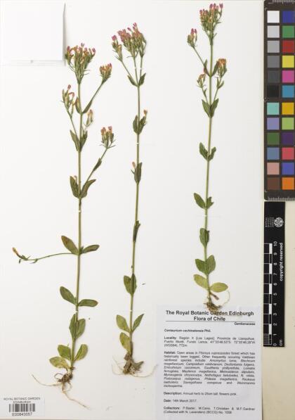 Centaurium erythraea [Espécimen: ]