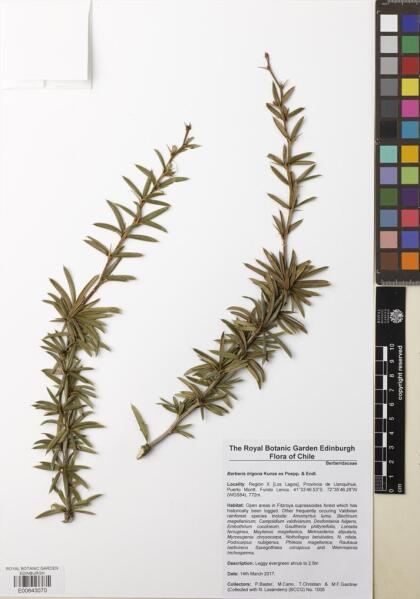 Berberis trigona [Espécimen: ]