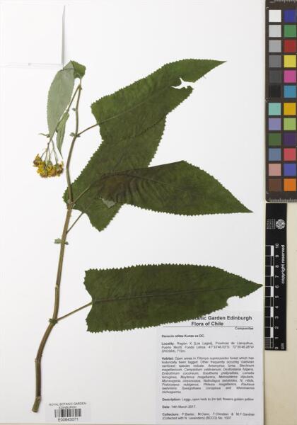 Pelseria otites [Espécimen: ]