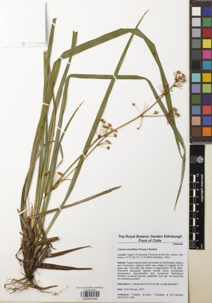 Libertia sessiliflora [Espécimen: ]