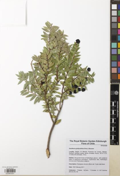 Gaultheria phillyreifolia [Espécimen: ]