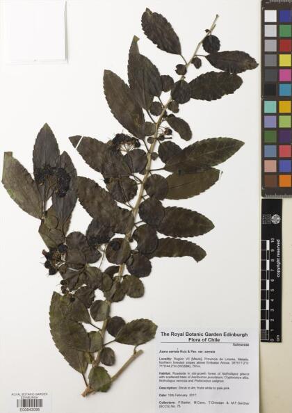 Azara serrata var. serrata [Espécimen: ]