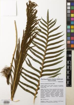 Lomariocycas magellanica [Espécimen: ]