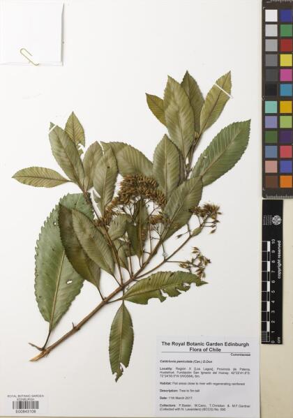 Caldcluvia paniculata [Espécimen: ]