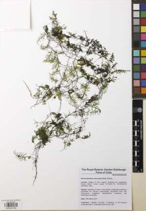 Hymenophyllum secundum [Espécimen: ]