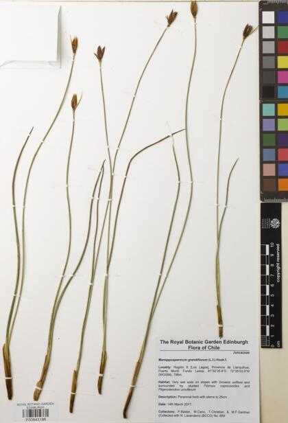 Marsippospermum grandiflorum [Espécimen: ]