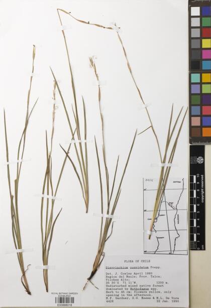 Sisyrinchium cuspidatum [Espécimen: ]