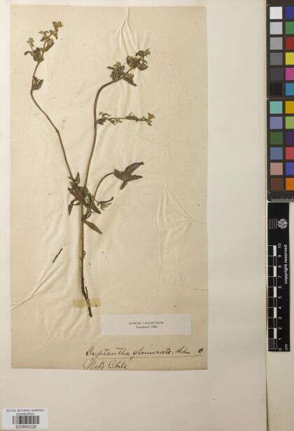 Cryptantha glomerata [Espécimen: ]