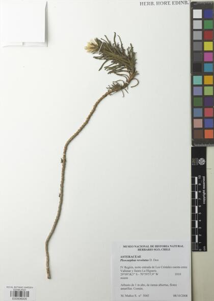 Pleocarphus revolutus [Espécimen: ]
