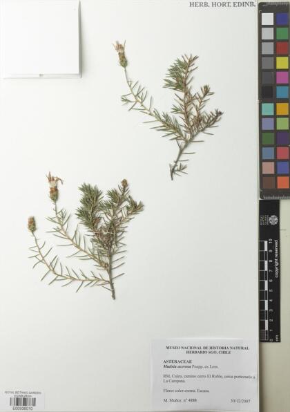 Mutisia acerosa [Espécimen: ]