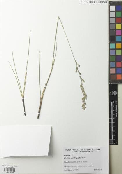 Festuca acanthophylla [Espécimen: ]