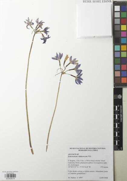 Leucocoryne violacescens [Espécimen: ]