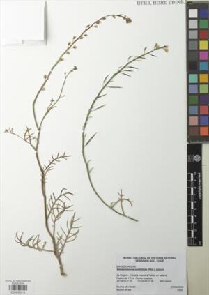 Sibara anethifolia [Espécimen: ]