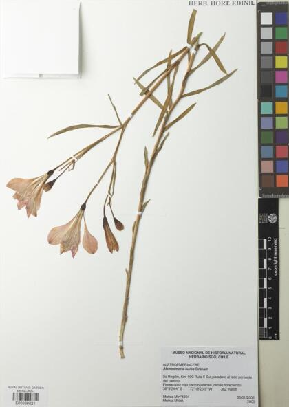 Alstroemeria aurea [Espécimen: ]