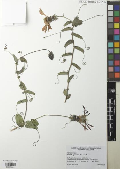 Mutisia spinosa [Espécimen: ]