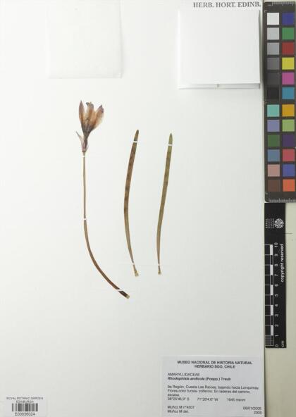 Rhodolirium andicola [Espécimen: ]