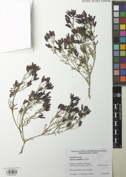 Tagetes multiflora [Espécimen: ]