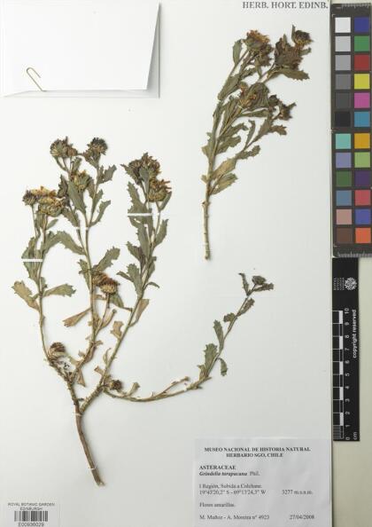 Grindelia tarapacana [Espécimen: ]