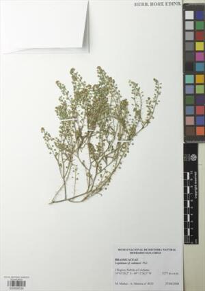 Lepidium rahmeri [Espécimen: ]