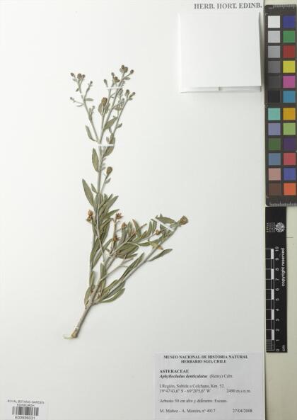 Aphyllocladus denticulatus [Espécimen: ]