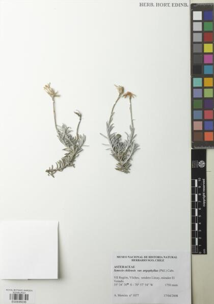 Senecio chilensis var. argophyllus [Espécimen: ]