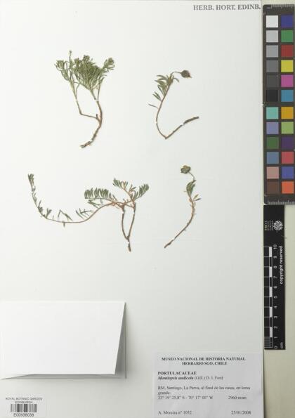 Montiopsis andicola [Espécimen: ]