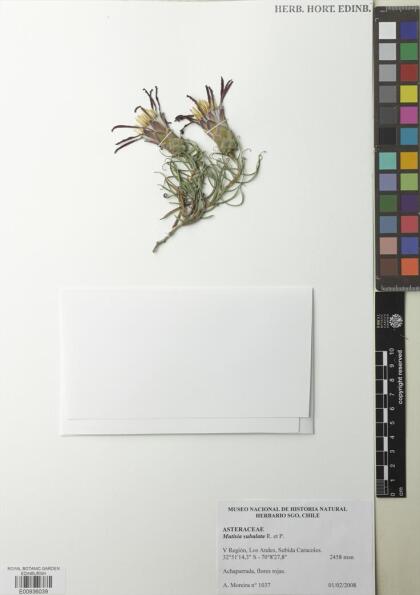 Mutisia subulata [Espécimen: ]