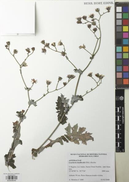 Leucheria runcinata [Espécimen: ]