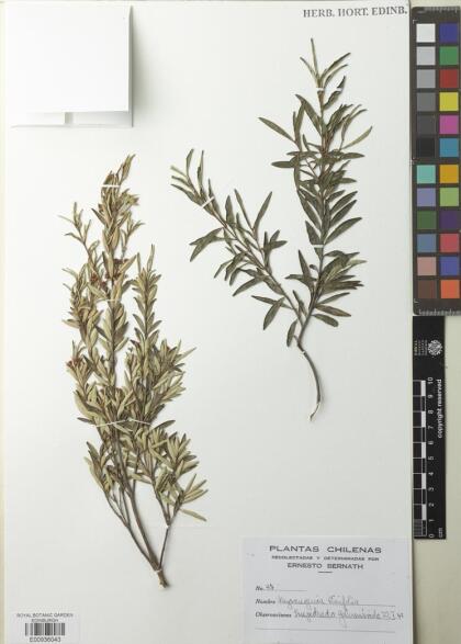 Myrceugenia pinifolia [Espécimen: ]