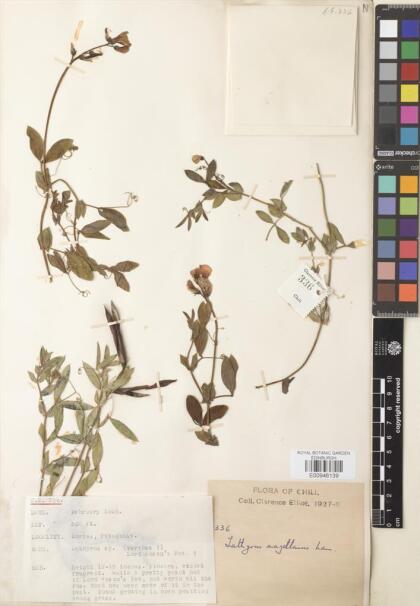 Lathyrus magellanicus [Espécimen: ]