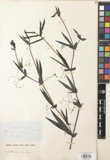 Lathyrus magellanicus [Espécimen: ]