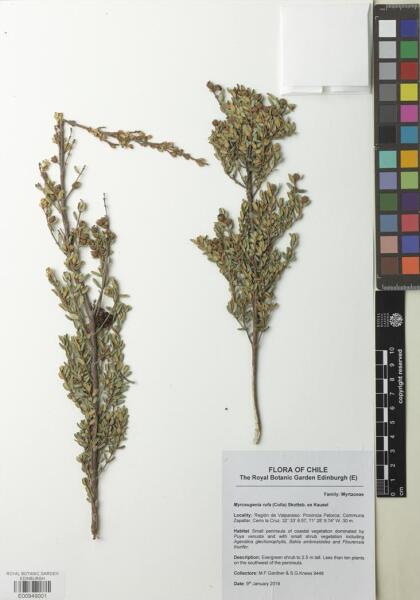 Myrceugenia rufa [Espécimen: ]