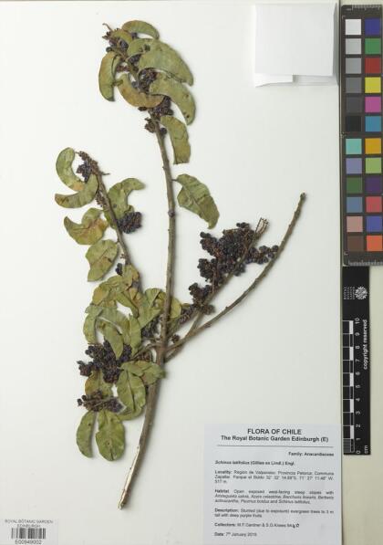 Schinus latifolia [Espécimen: ]