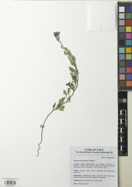 Solanum trinominum [Espécimen: ]