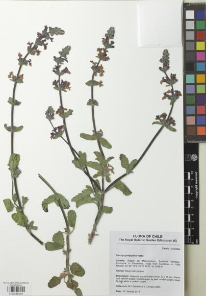 Stachys philippiana [Espécimen: ]