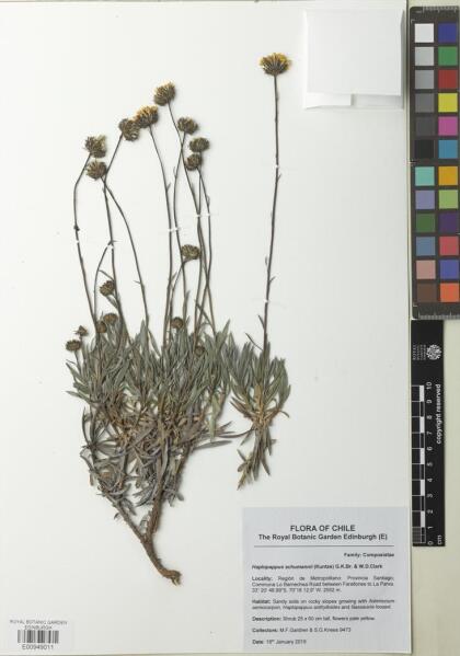 Haplopappus schumannii [Espécimen: ]