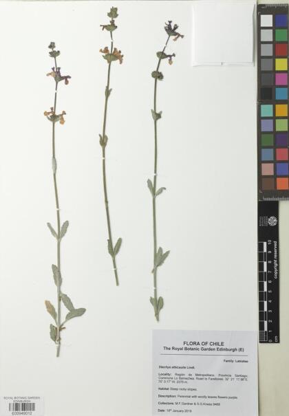 Stachys albicaulis [Espécimen: ]