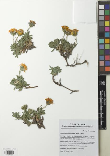 Haplopappus anthylloides [Espécimen: ]