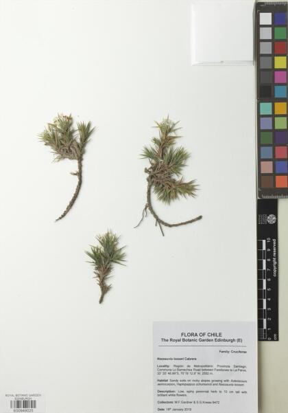 Haplopappus anthylloides [Espécimen: ]