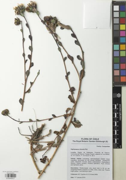Haplopappus litoralis [Espécimen: ]
