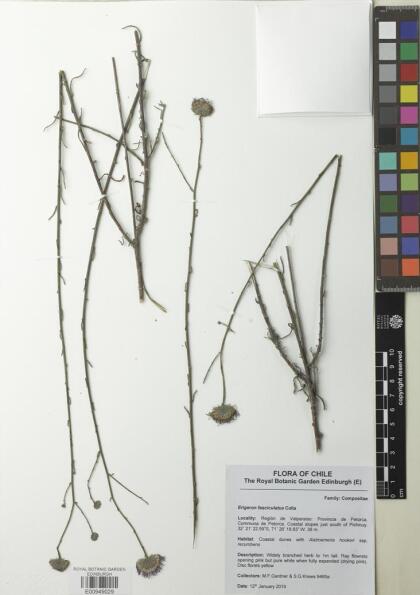Erigeron fasciculatus [Espécimen: ]