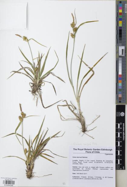 Carex sagei [Espécimen: ]