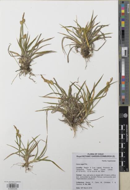 Carex sagei [Espécimen: ]