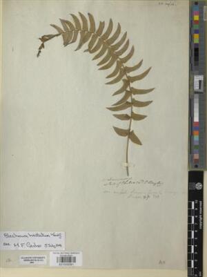 Blechnum hastatum [Espécimen: ]