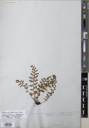 Asplenium dareoides [Espécimen: ]