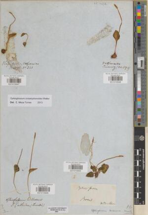 Haukia crotalophoroides [Espécimen: ]