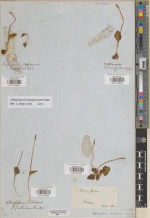 Haukia crotalophoroides [Espécimen: ]