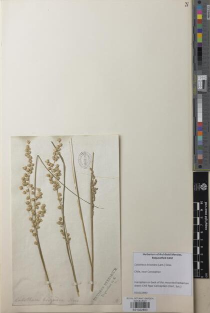 Calotheca brizoides [Espécimen: ]